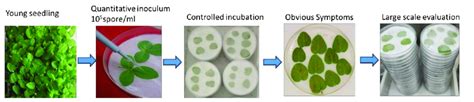 A simple diagram of the inoculation process. | Download Scientific Diagram