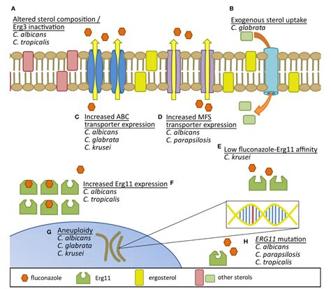 Figure 1 from Azole Antifungal Resistance in Candida albicans and Emerging Non-albicans Candida ...