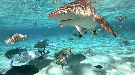 60 Sharks Are Guarding Thailand's Famous "Maya Beach" From Tourists...