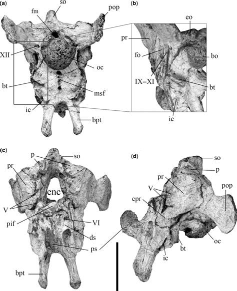 Figure 9 from A new skeleton of Phuwiangosaurus sirindhornae (Dinosauria, Sauropoda) from NE ...