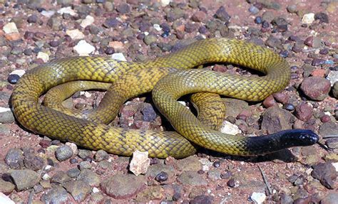 Gwardar or Western Brown Snake. Banded form with indistinct bands from ...