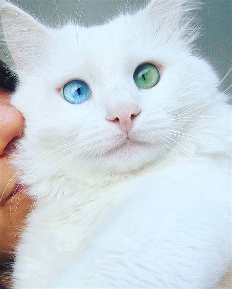 Snow-White Cat Has The Most Hypnotizing Eyes Of Different Color | Bored Panda