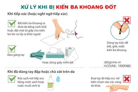 Kiến Ba Khoang: 5 điều bạn cần biết để phòng ngừa