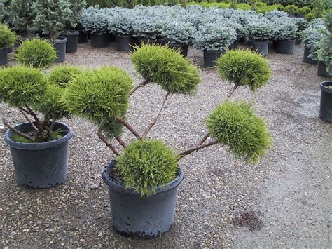 Juniperus chinensis 'Monelp' Pom Pom Juniper | Plants online, Plants, Garden center