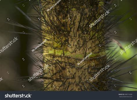 Pejibaye Palm Tree Found Tropical Rain Stock Photo 688716580 | Shutterstock