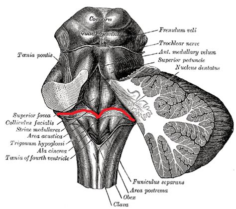 Level 8 - Human Neuroanatomy - Memrise