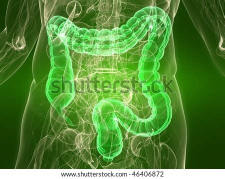 Healthy Colon Stock Illustration 46406872 - Shutterstock