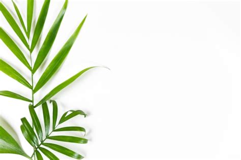 Minimalist background with green leaves on white Photo | Free Download