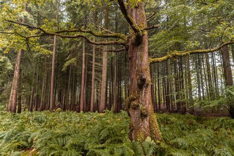 a large tree in the middle of a forest