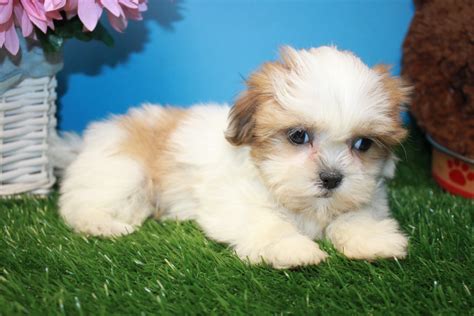 Shih-Tzu Puppies For Sale - Long Island Puppies