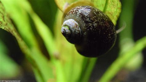 Freshwater Snails: Types Of Aquarium Snails Available In Stores