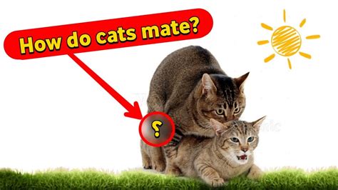 How do cats mate? Secrets of mating between a male and a female cat - YouTube