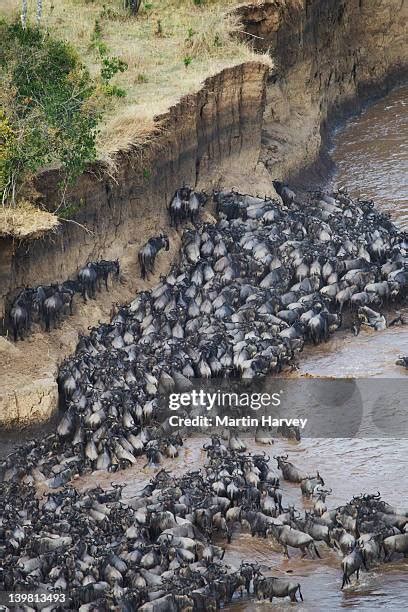 64 Wildebeest Migration Aerial Stock Photos, High-Res Pictures, and Images - Getty Images