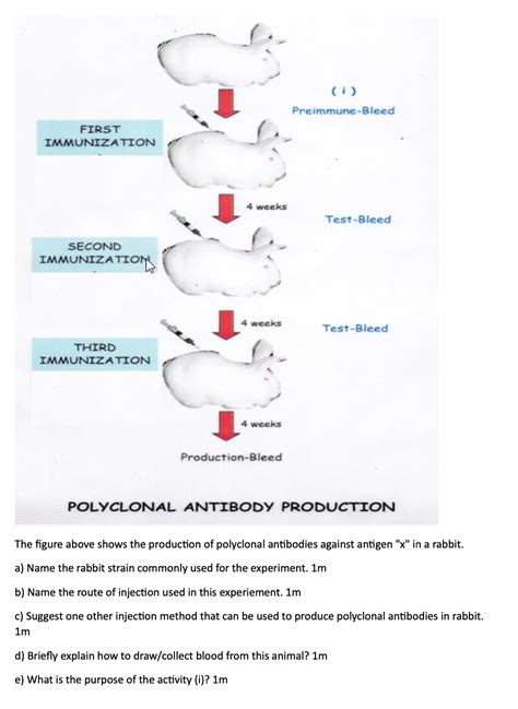 Solved POLYCLONAL ANTIBODY PRODUCTION The figure above shows | Chegg.com