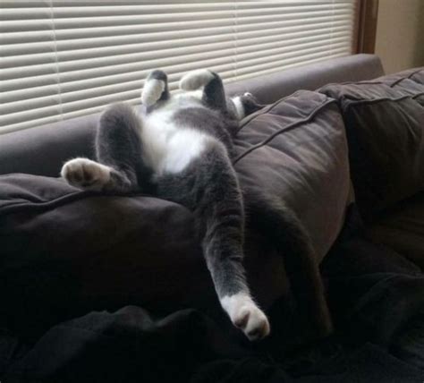 Ten Cats Sleeping in Strange and Uncomfortable Positions