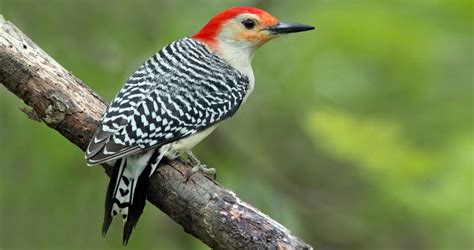 Red-bellied Woodpecker Identification, All About Birds, Cornell Lab of ...