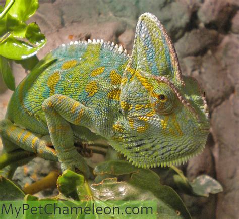 Healthy colors for chameleons - My Pet Chameleon