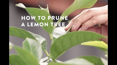 Lemon Tree Pruning Diagram