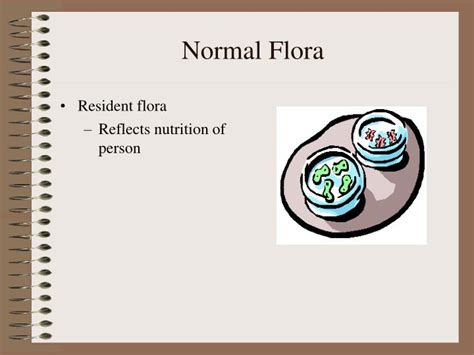 PPT - Normal Flora PowerPoint Presentation - ID:4214563