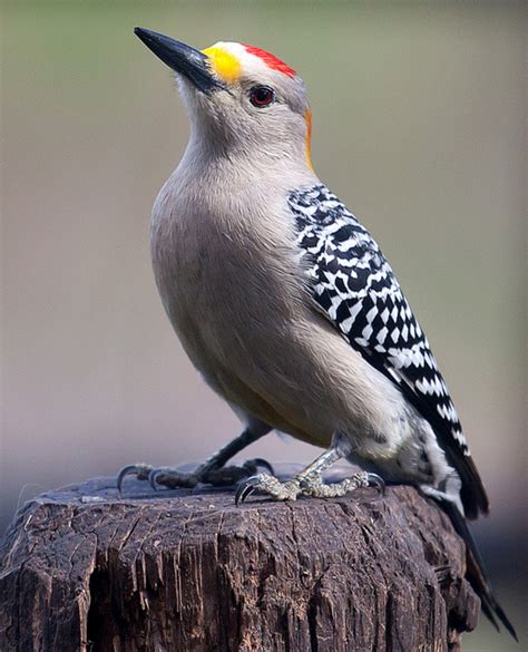 10 Amazingly Colourful Woodpeckers and Their Beautiful Allies - Owlcation