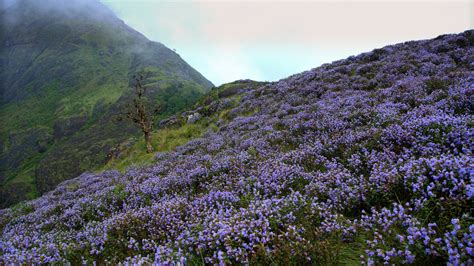 Neelakurinji Honey: A Taste of the Western Ghats — GOYA