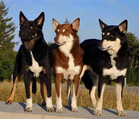 Lapponian Herder Dog Breed Information, Images, Characteristics, Health