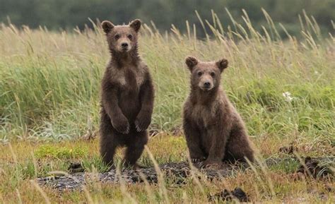 Russian Bears and Where to Find Them