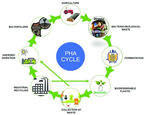 Polyhydroxyalkanoates (PHA) production and degradation cycle. | Download Scientific Diagram