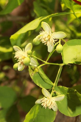 Aegle Marmelos Flower Stock Photo - Download Image Now - Alcohol - Drink, Apple - Fruit, Bael ...