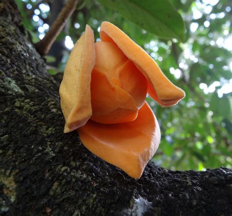 Annona montana flower | Flowers, Botanical gardens, Fruit