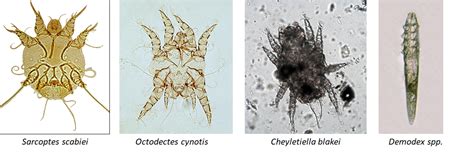 Module 10.5: Mites, Lice, and Fleas – Clinical Veterinary Diagnostic Laboratory