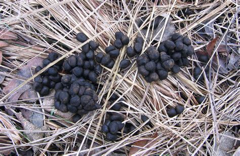 Scat-tergories: The Scoop on Poop - Forest Preserve District of Will County