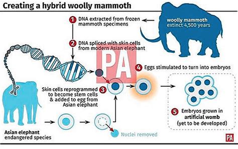 How mammoth cloning became fake news – John Hawks – Medium