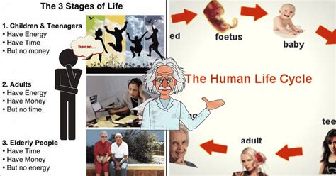 Human Life Cycle Vocabulary in English - ESLBUZZ