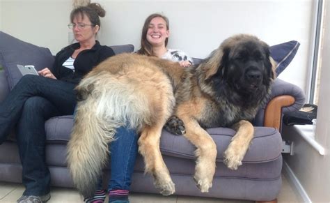 11 Der Größter Hund Der Welt | Leonberger | Zeus | Hercules | TiereWissen