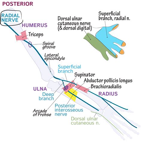 Gross Anatomy Glossary: Upper Limb - Radial Nerve | ditki medical ...