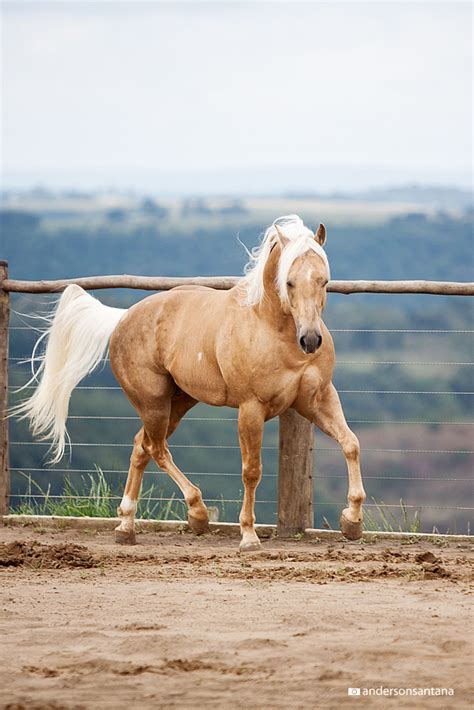 The Palomino horse - Royal Horse