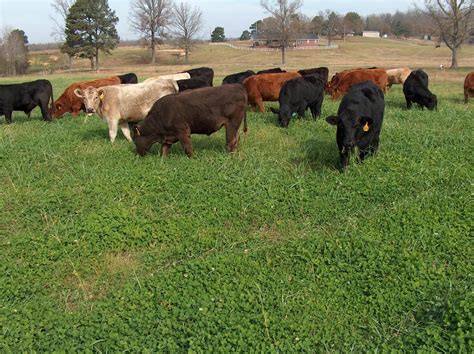 Pasture and Forage Crops | ClassNotes.ng