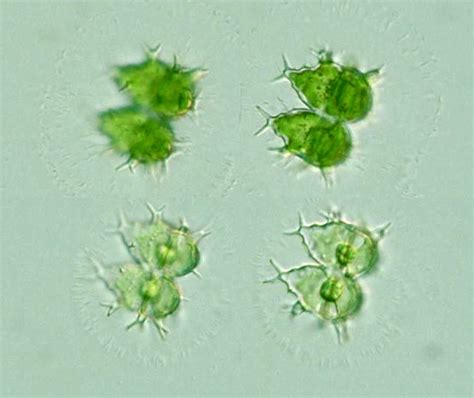 Protist Images: Staurastrum forficulatum