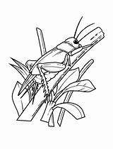 Cricket Insect Coloring Page sketch template