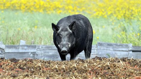 Wild pigs in Ontario - Ontario Grain Farmer