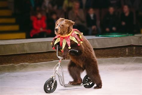 Animaux bientôt interdits dans les cirques ? Les circassiens se défendent