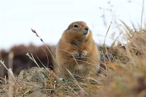 Arctic Ground Squirrel Facts for Kids - Education site