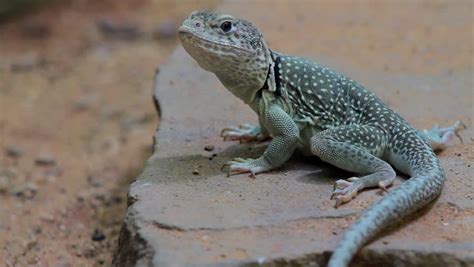 Young Colorful Juvenile Collared Lizard Filmed In 4K UHD. Stock Footage Video 11446475 ...