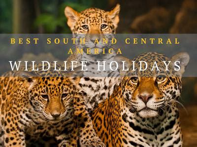 Best South and Central America wildlife holidays | Far and Wild Travel