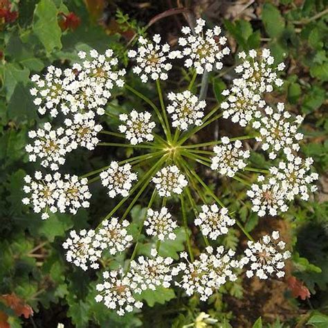 Organic Seeds from Floral Encounters