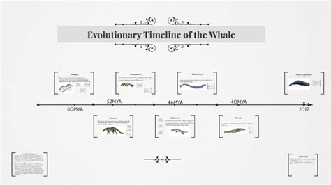 Whale Evolution Chart