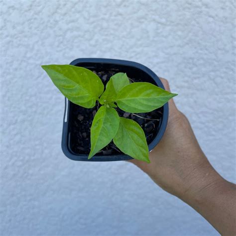 Sweet Mini Pepper Plant Starter Live Plants Vegetable Garden - Etsy