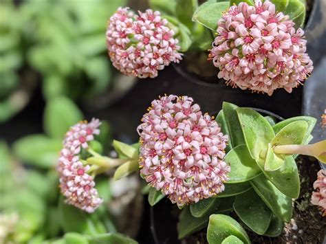 Crassula 'springtime'live succulent plant flowering | Etsy