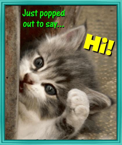 A Cute Kitty Says Hi... | Good morning cat, Funny animal memes, Cute ...